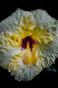 Cosmic Bloom — fine art hibiscus macro photograph by BLEEZnPHOTOGRAPHY