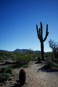 Sonoran Sentinel — saguaro cactus desert landscape by BLEEZnPHOTOGRAPHY