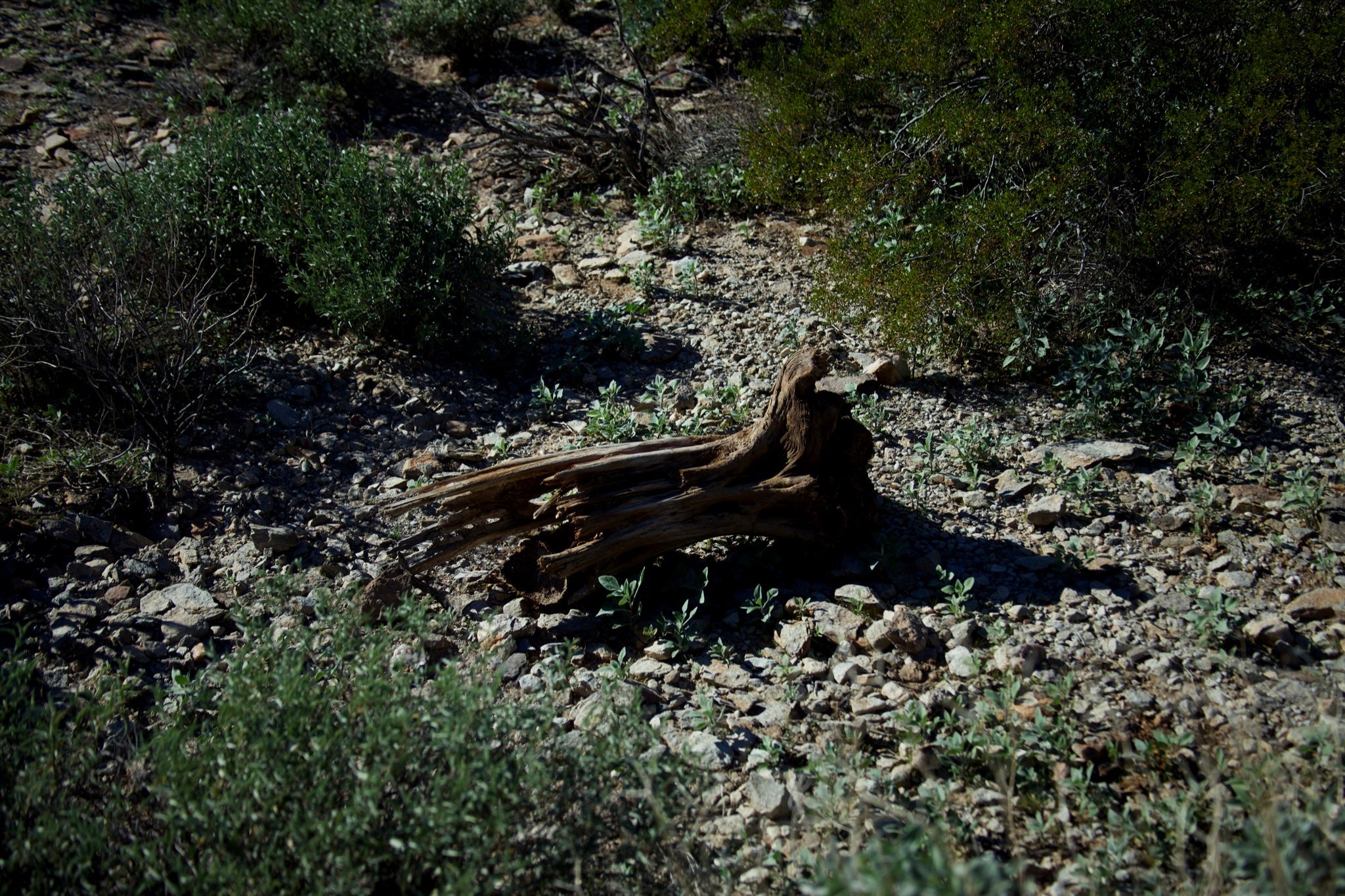 Weathered — desert driftwood fine art photograph by BLEEZnPHOTOGRAPHY