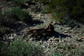 Weathered — desert driftwood fine art photograph by BLEEZnPHOTOGRAPHY