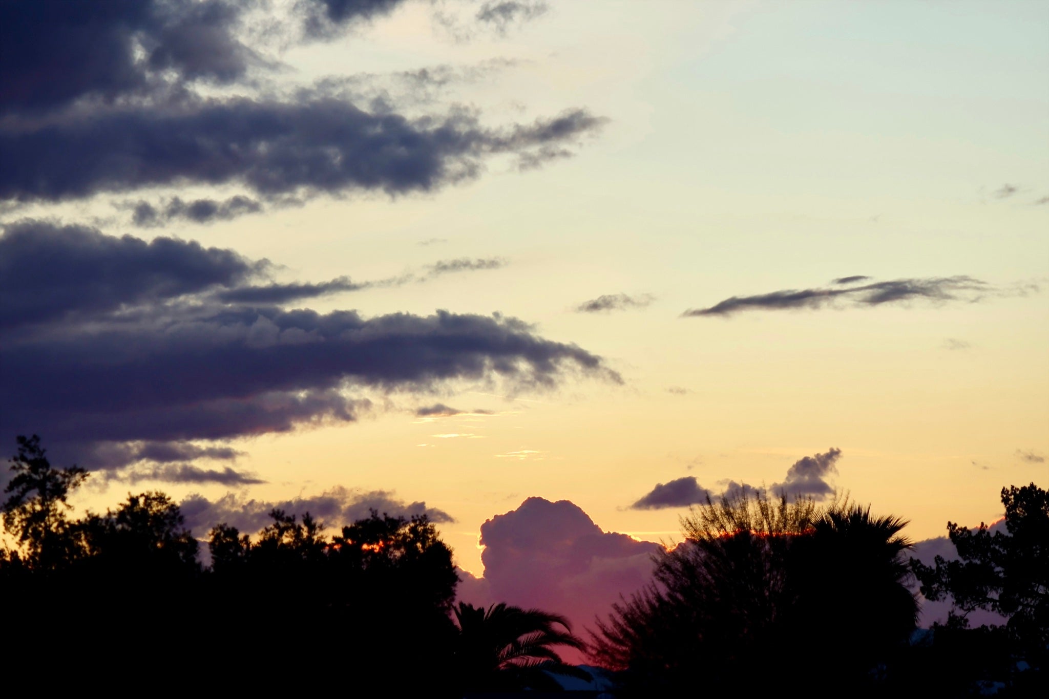 Desert Dusk — Arizona sunset with palm silhouettes by BLEEZnPHOTOGRAPHY